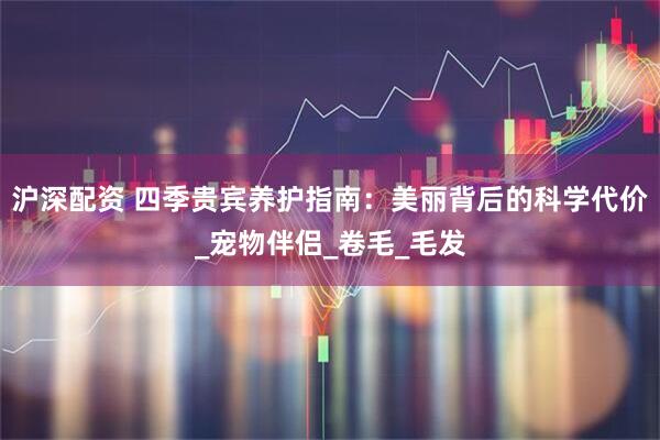 沪深配资 四季贵宾养护指南：美丽背后的科学代价_宠物伴侣_卷毛_毛发